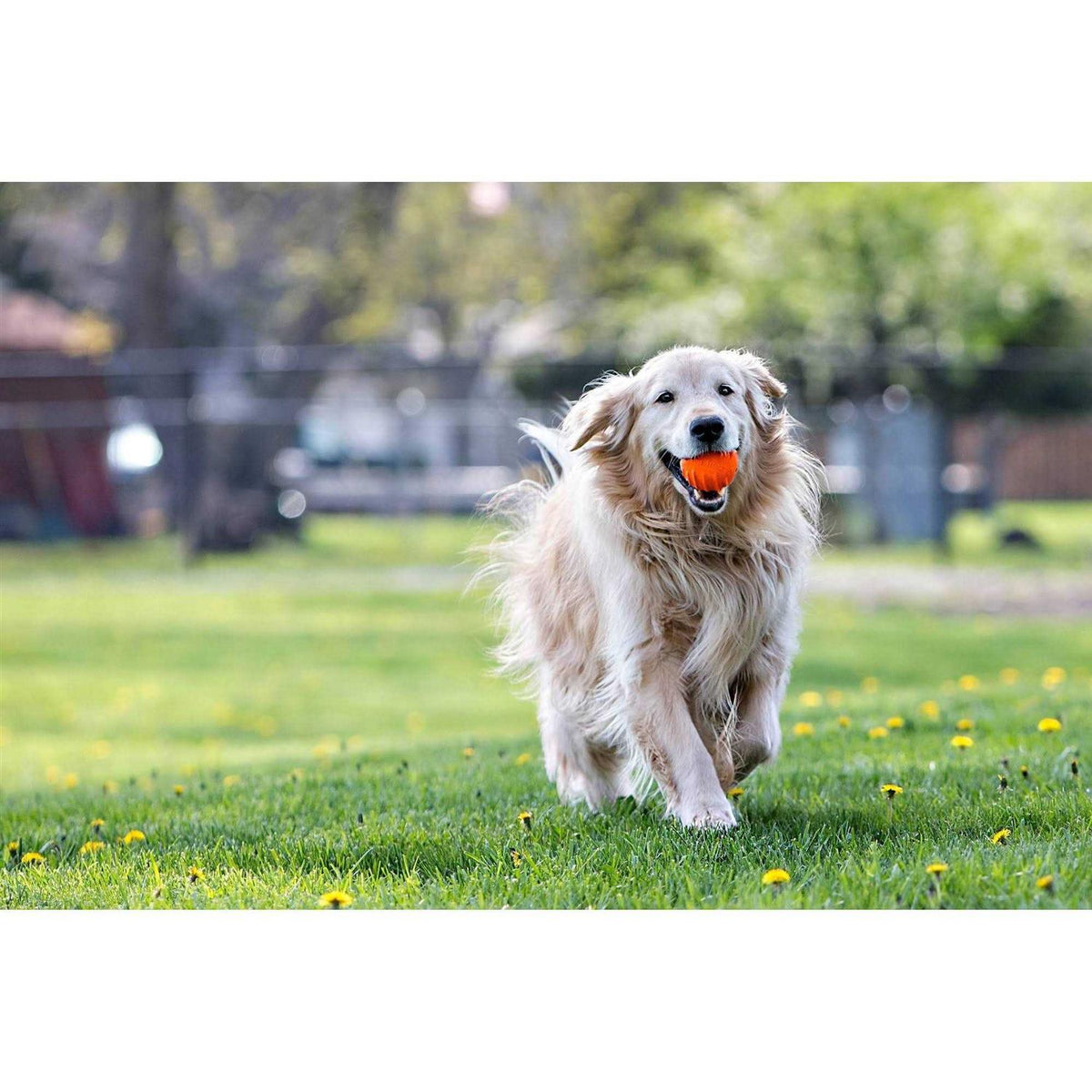 Dog Toy V8034