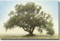 Oak & Blue Sky Stretched Canvas I849558