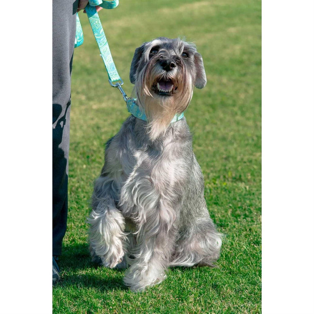 Martingale Dog Collar R76495