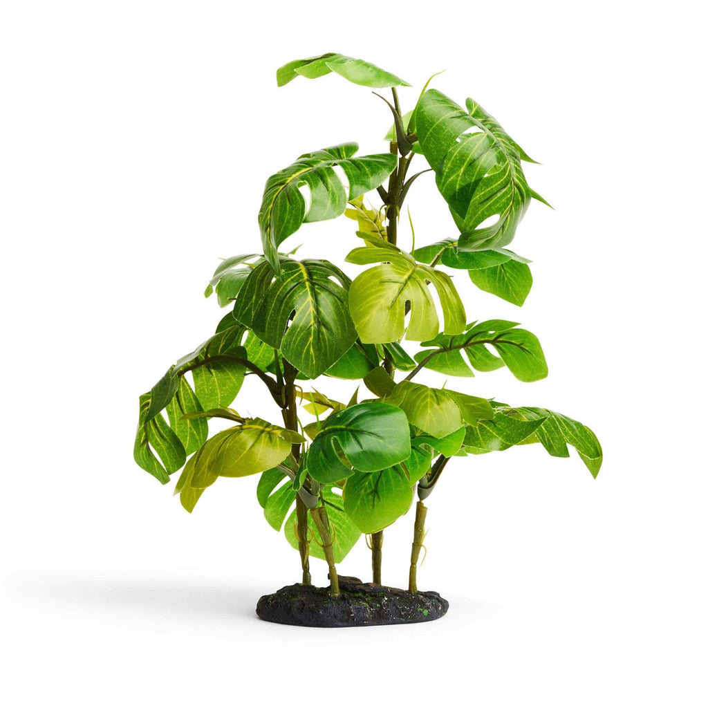 Araceae Plant Terrarium Decor V388