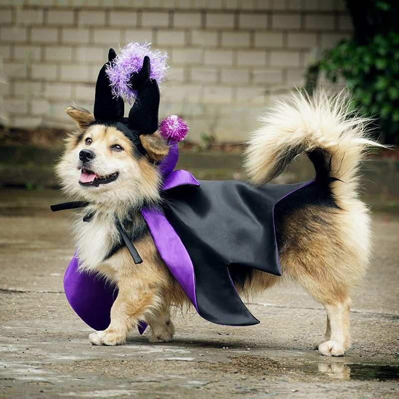 Pet Vampire Costume with Bat Wing Cape and Witch Hat K73978