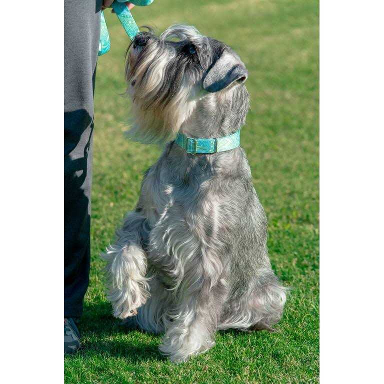Martingale Dog Collar R76495
