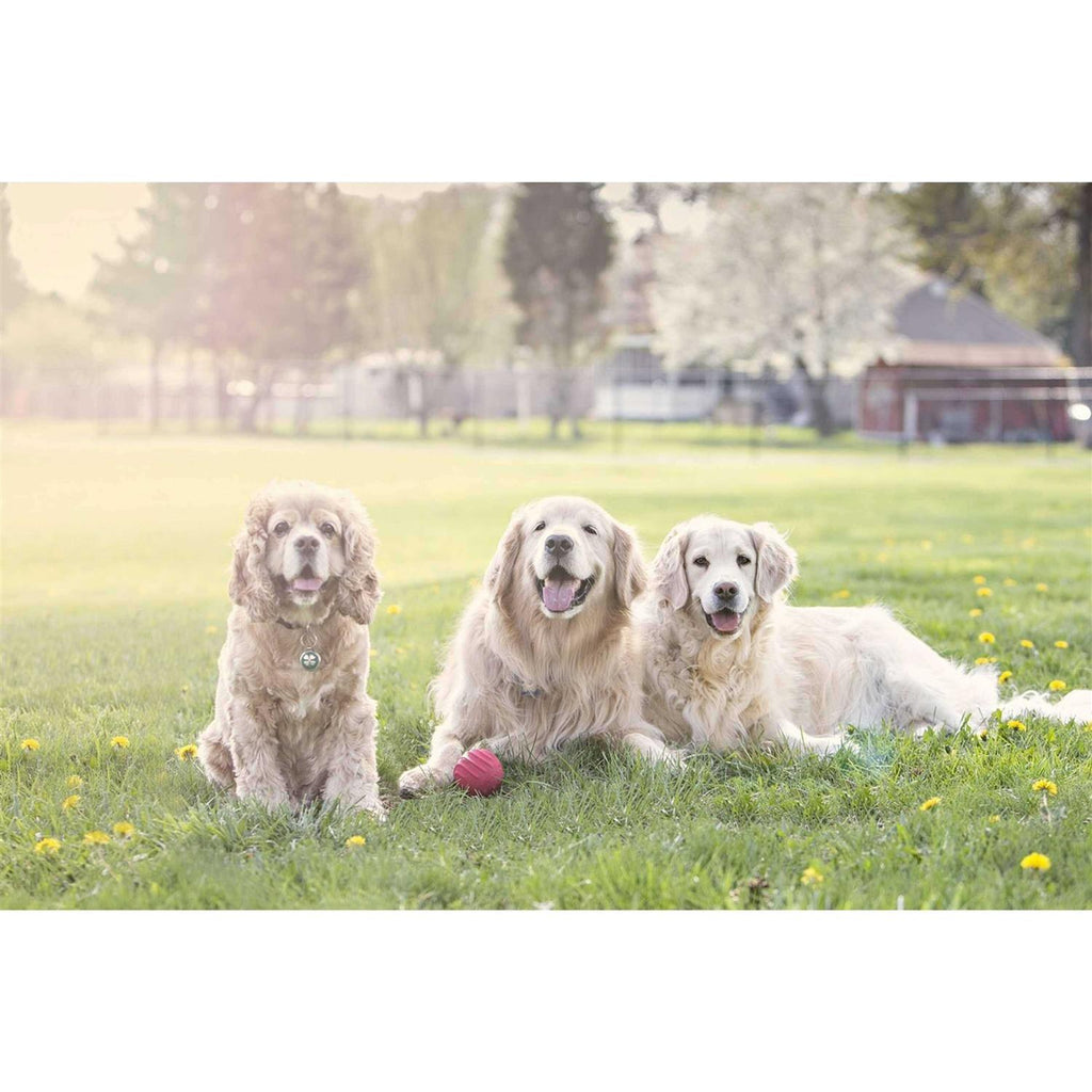 Dog Toy V8034