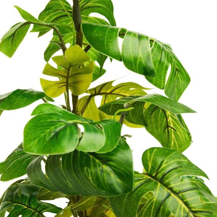 Araceae Plant Terrarium Decor V388